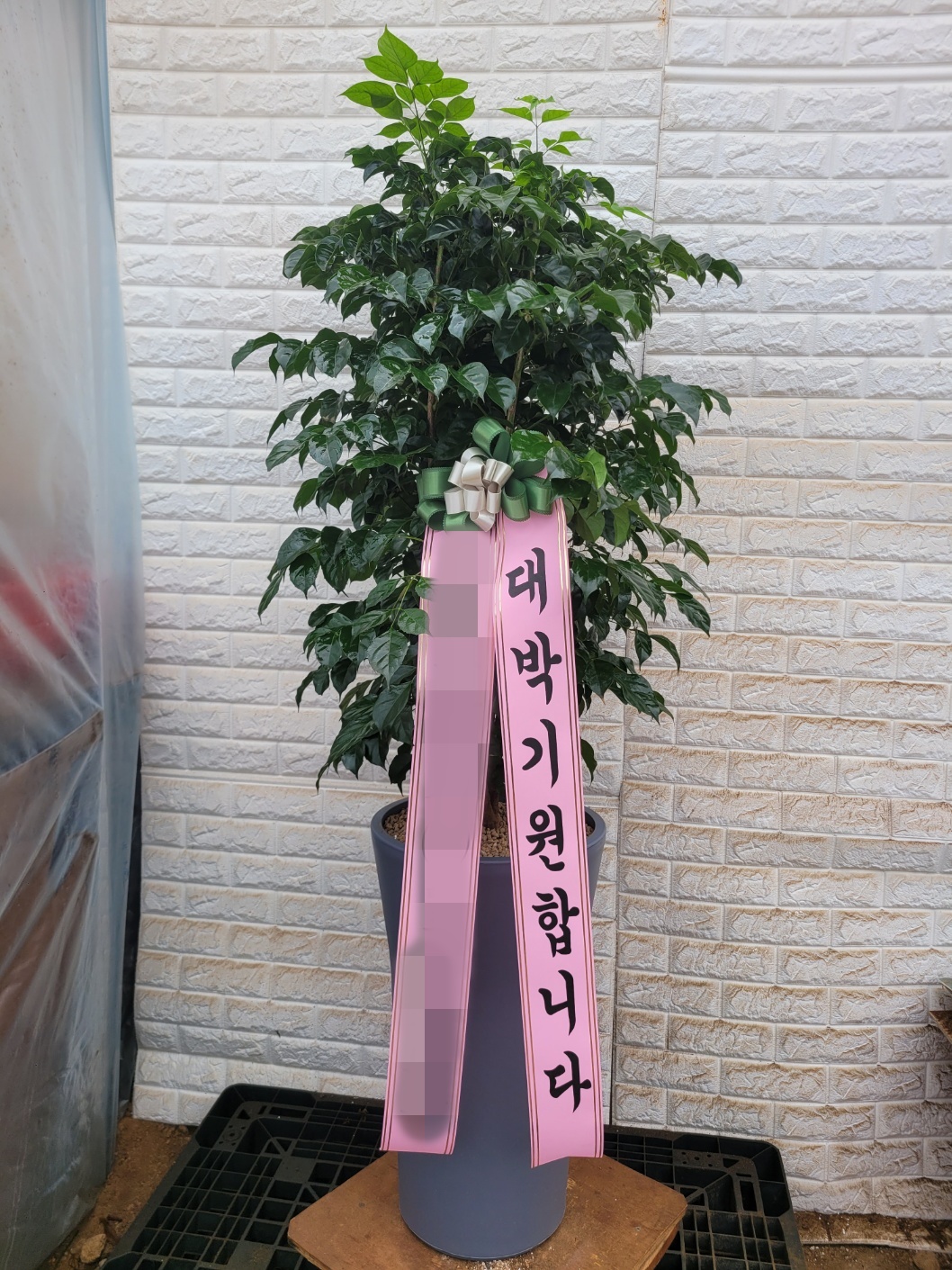 주문자 그00000 시흥으로 주문주신 관엽식물 입니다