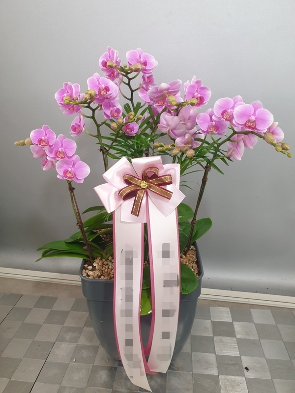 주문자 김ㅇㅇ 서울시로 배송된사진입니다