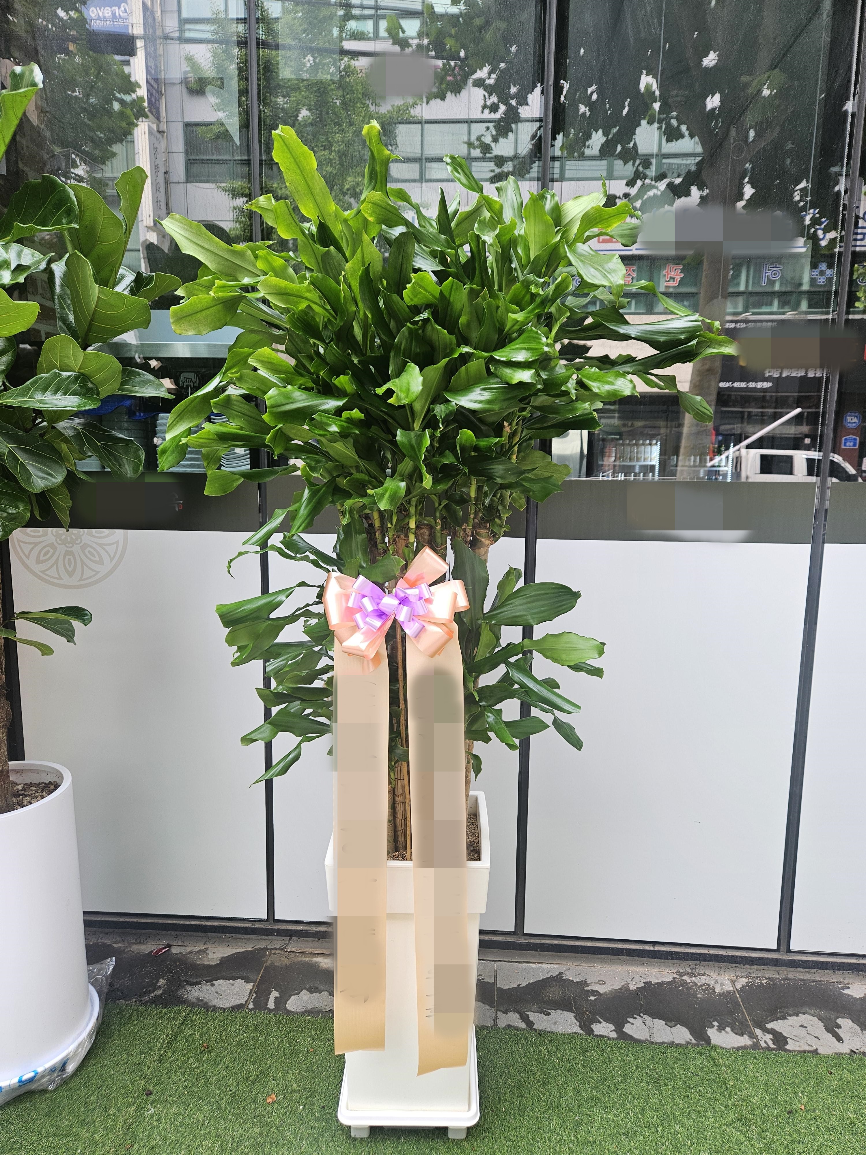 주문자 (주)00 서울로 주문주신 관엽식물 입니다