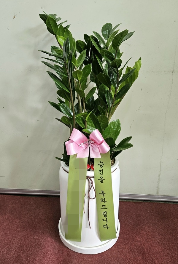주문자 김00 대구로 주문주신 관엽식물 입니다
