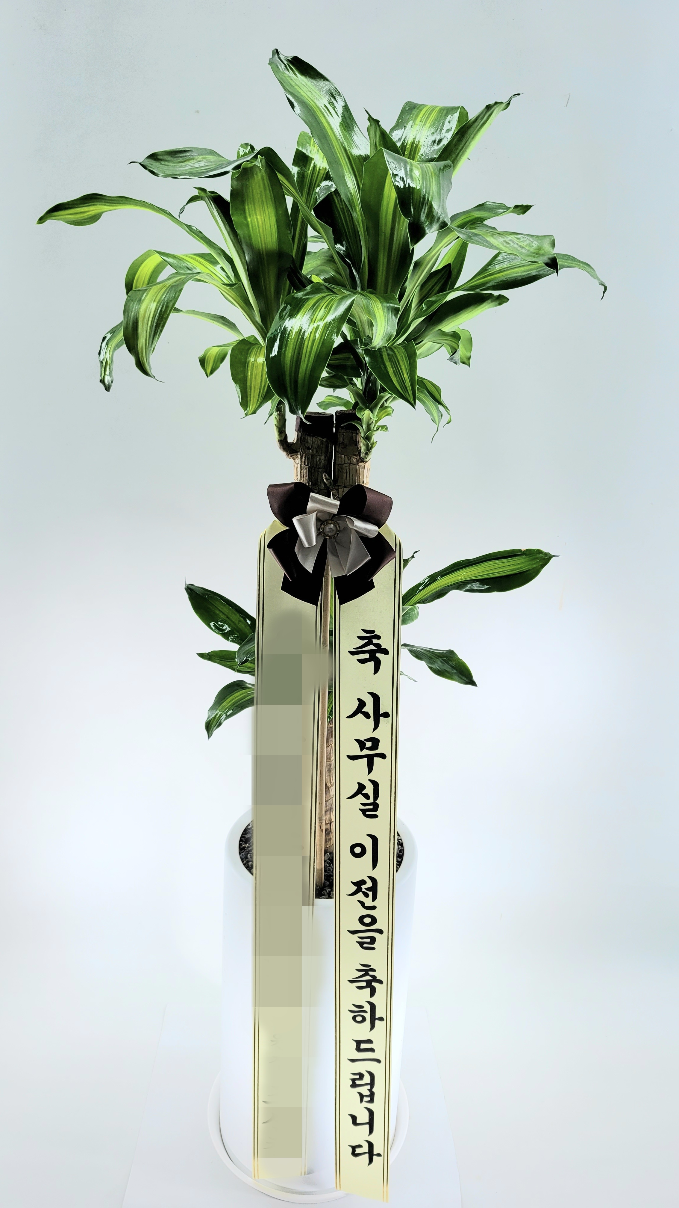주문자 S00000 서울로 주문주신 관엽식물 입니다
