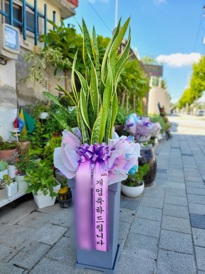 주문자 김ㅇㅇ님이 춘천으로 주문하신 관엽