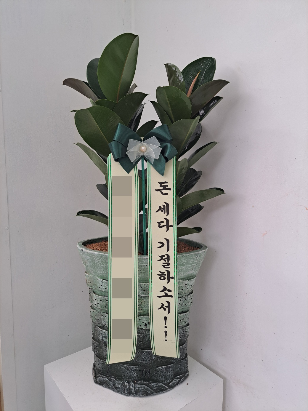 주문자 백00 부산으로 주문주신 관엽식물 입니다