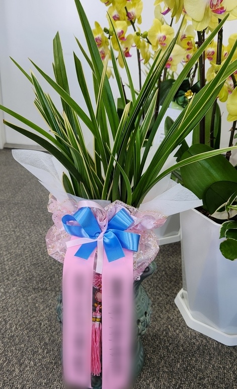 주문자 장 00 창원시 으로 주문주신 동양난 입니다