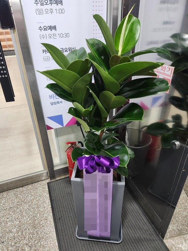 주문자 장00 평택으로 주문주신 관엽식물 입니다