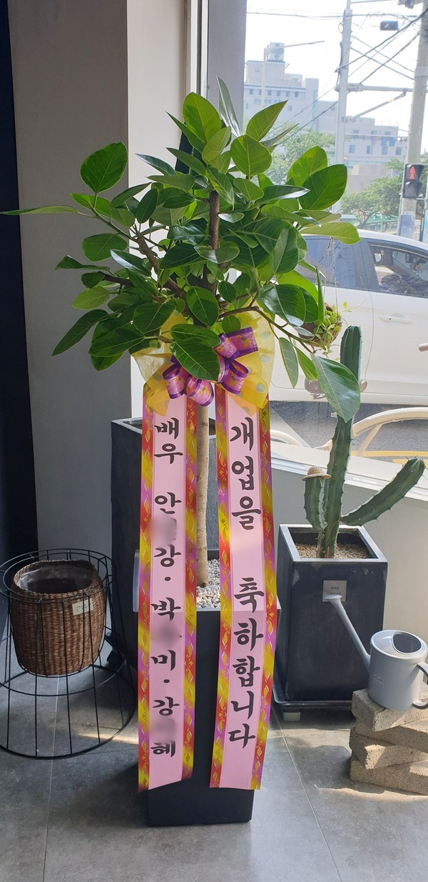 라ㅇㅇ르님이 주문하신 관엽