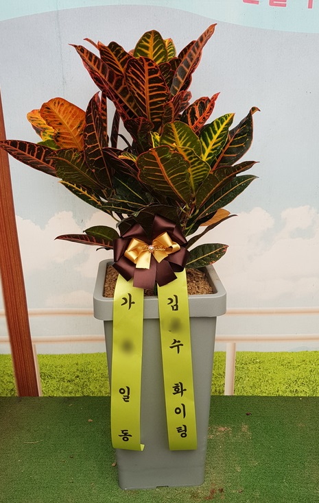 김O옥님이 주문하신 관엽