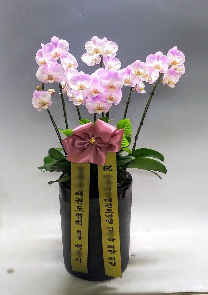 OOO태권도님이 주문하신 서양난