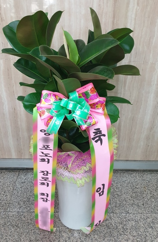 허O환님이 주문하신 관엽
