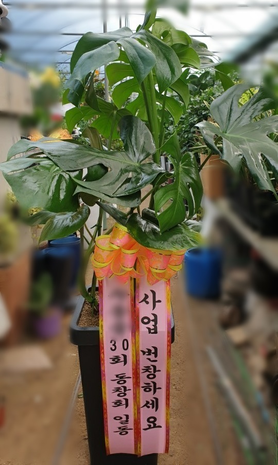 성O록님이 주문하신 관엽