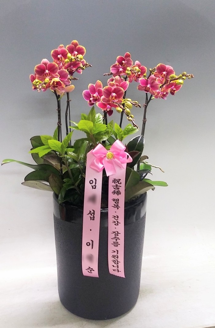 임O태님이 주문하신 서양난