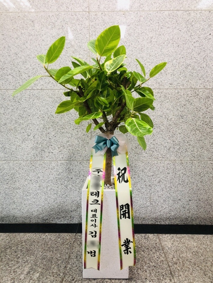 성ㅇㅇ크님이 주문하신 관엽