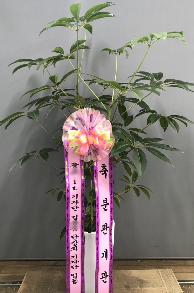 김ㅇ극님이 주문하신 관엽