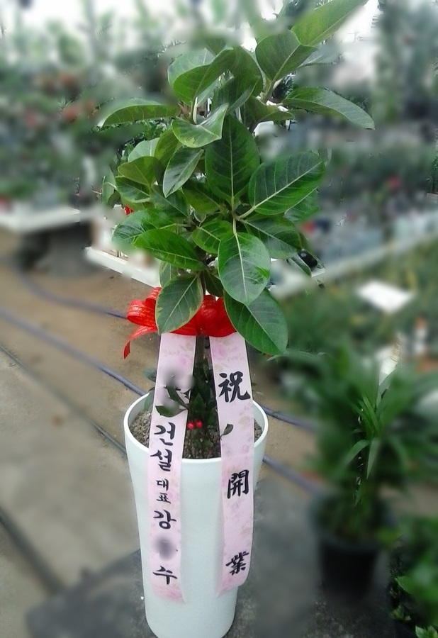 강O수님이 주문하신 관엽