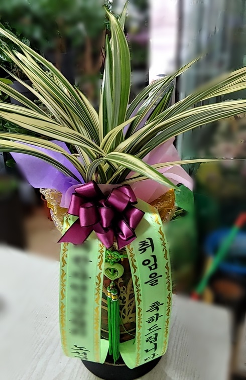 이O주님이 주문하신 동양난